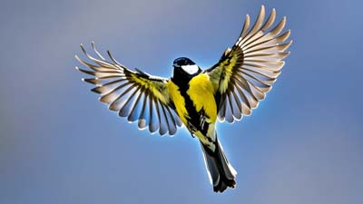 General Chinese Bird Metaphor